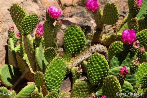 仙人掌開花意義|仙人掌開花代表什麼意思 仙人掌開花有什麼說法